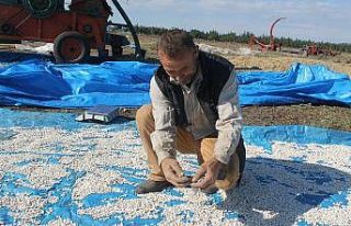 Don Kazaklarının getirdiği fasulye coğrafi işaret...