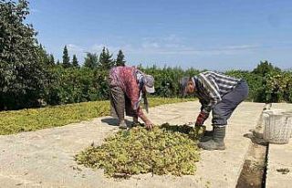 Dünyaca ünlü Sultaniye üzümünü mildiyö vurdu,...