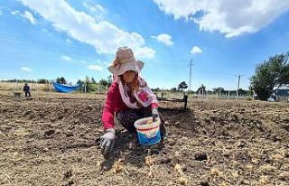 "Dünyanın en pahalı baharatı" toprakla...