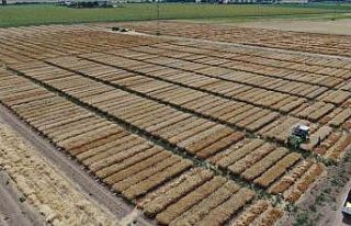 Dünya’nın gözü bu tarlada, süper buğdayın...