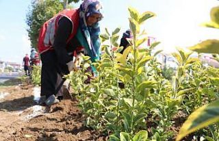 Düzce yollarında rengarenk manzara