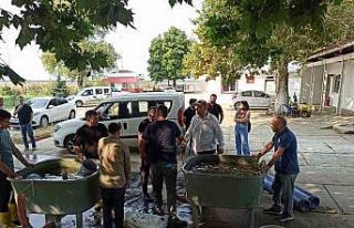 Edirne’de yavru sazan balıklar su ile buluştu