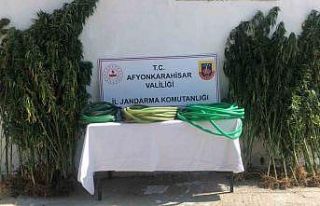 Ektikleri keneviri sularken jandarmaya yakalandılar