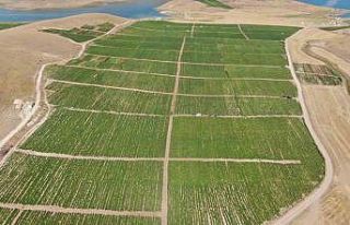 Elazığ domatesi dünya sofralarını renklendiriyor