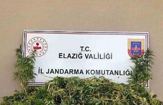 Elazığda 2 bin 208 kök kenevir ele geçirildi