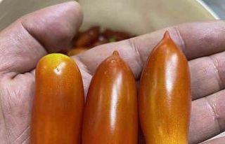 Elazığ’da biber görünümlü domatesler ilgi...