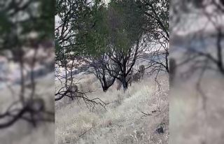 Elazığ’da dağ keçileri sürü halinde görüntülendi