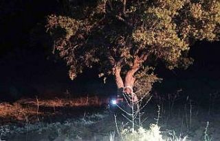 Elazığ’da domuzlar tarlalara dadandı, köylüler...