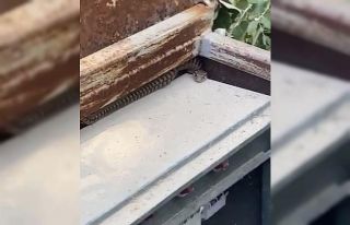 Elazığ’da elektrik panosuna giren yılan korkuttu