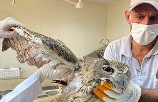Elazığ’da yaralı bulunan kulaklı orman baykuşu...