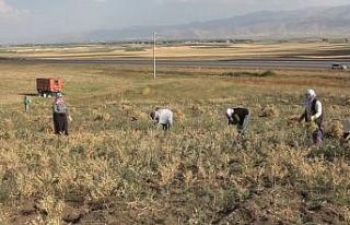 Elle nohut biçen kadınlar aile ekonomisine katkı...