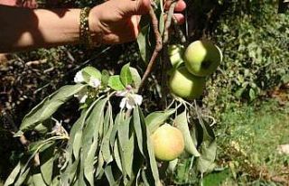 Elma ağacı hasat edilmeyi beklerken çiçek açtı