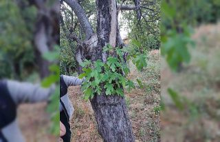 Elma ağacının gövdesinde incir fidanı yeşerdi