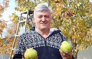 Emekli astsubay doğdu köyde 50 ton armut üretiyor