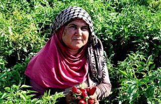 En acı hasat başladı