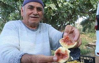 Enkaz kentte ağızları tatlandıran hasat yüz güldürdü