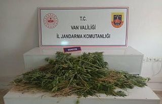 Erciş’te 237 kök Hint keneviri ele geçirildi