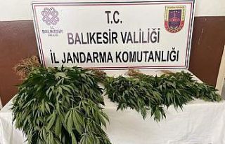 Erdek Kapıdağ’da yasadışı uyuşturucu operasyonu