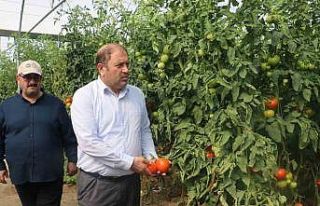 Erzincan seralarında üretilen domates 16 liradan...