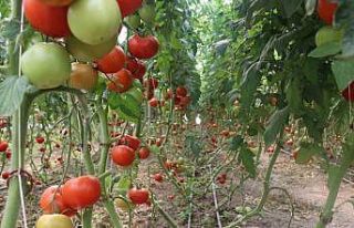 Erzincan’da 600 dekarlık sera işletmesinde üretilen...