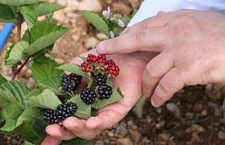 Erzincan’da atıl araziler tarıma kazandırılıyor