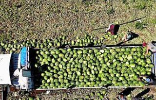 Erzincan’da hasat dönemi