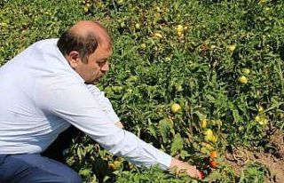Erzincan’da sanayi tipi domates yetiştiriciliği...