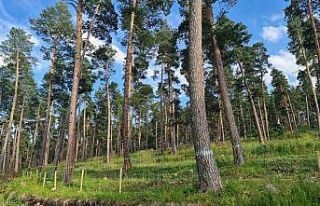 Erzurum Orman Bölge Müdürü Ayatay, Ardahan’da