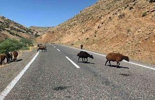 Erzurum Valiliğinden ceza açıklaması