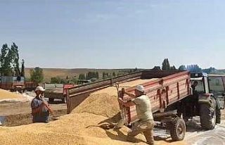 Erzurum’da hububat hasadı sürüyor