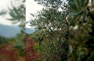 Eskişehirli çiftçiler zeytinde 5 ton rekolte bekliyor