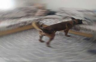 Eve yapılan baskında uyuşturucuları narkotik köpeği...