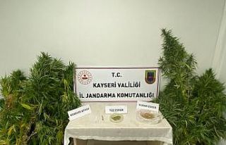Evinde kenevir yetiştiren şahıs jandarmadan kaçamadı