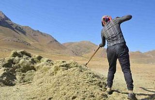 Faraşin Yaylası’nda besicilerin zorlu kış hazırlıkları...
