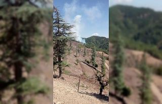 Feke’de orman yangını