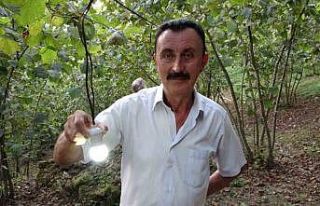 Fındık bahçesine dadanan domuzlara Karadeniz usulü...