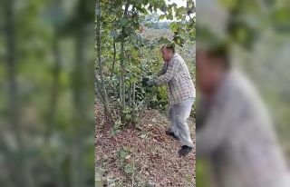 "Fındık para etmiyor" diyen çiftçi ağaçlarını...