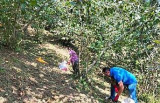 Fındık üreticilerinin sıcakla imtihanı