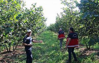 Fındıkta kahverengi ve yeşil kokarca uyarısı