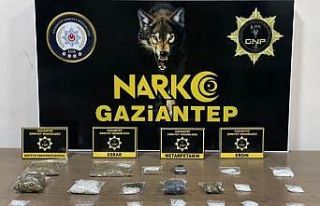 Gaziantep’te 25 kök kenevir ele geçirildi