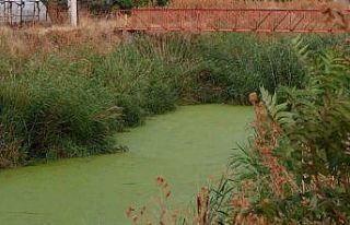 Geçmişte balık tutulan dere şimdi çöpler ve...