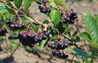 Geleceğin gözde ürünü: Aronya