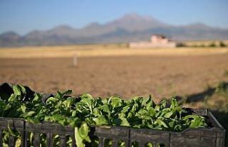 Genç çiftçiler Erciyes’in eteğinde marul üretiyor