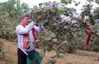 Giresun’da kemençe ve horon eşliğinde fındık...