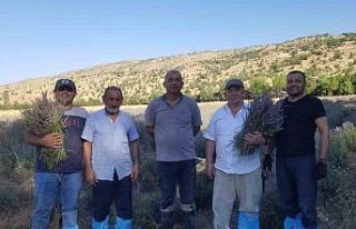 Giresun’da lavanta hasadı başladı