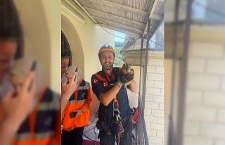 Giresun’da minarede mahsur kalan baykuş kurtarıldı