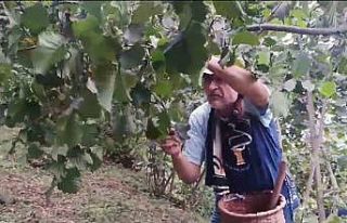 Giresunlu fındık üreticilerinin endişesi serbest...