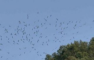 Göç eden leyleklerin eşsiz dansı görenleri heyecanlandırdı