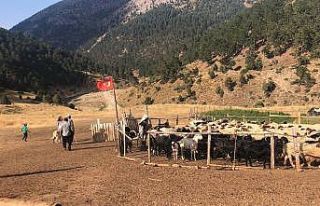 Göçerler 15-20 bin lira maaşla çoban bulamıyor