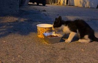 Gönüllülerden depremde etkilenen hayvanlara mama...